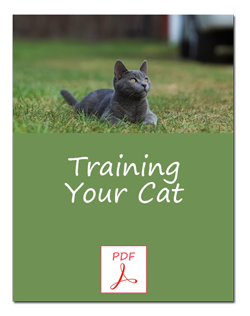 Training Your Cat