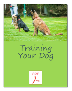 Training Your Dog